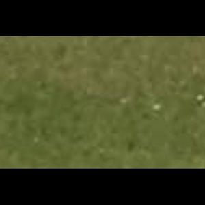 Meet your Posher, Grass